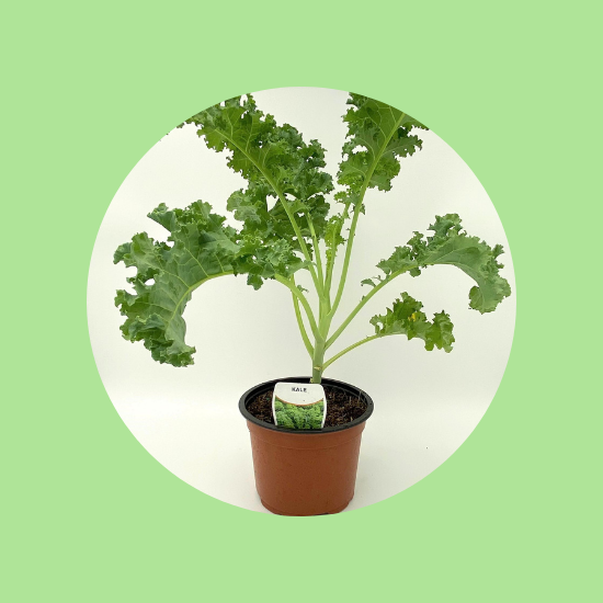 Kale Pot Plant EA