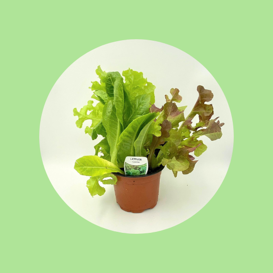 Lettuce Pot Plant EA