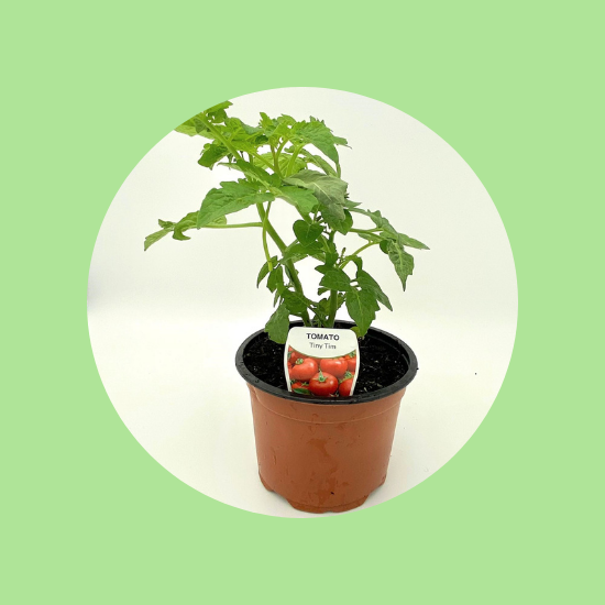 Tomato Pot Plant EA